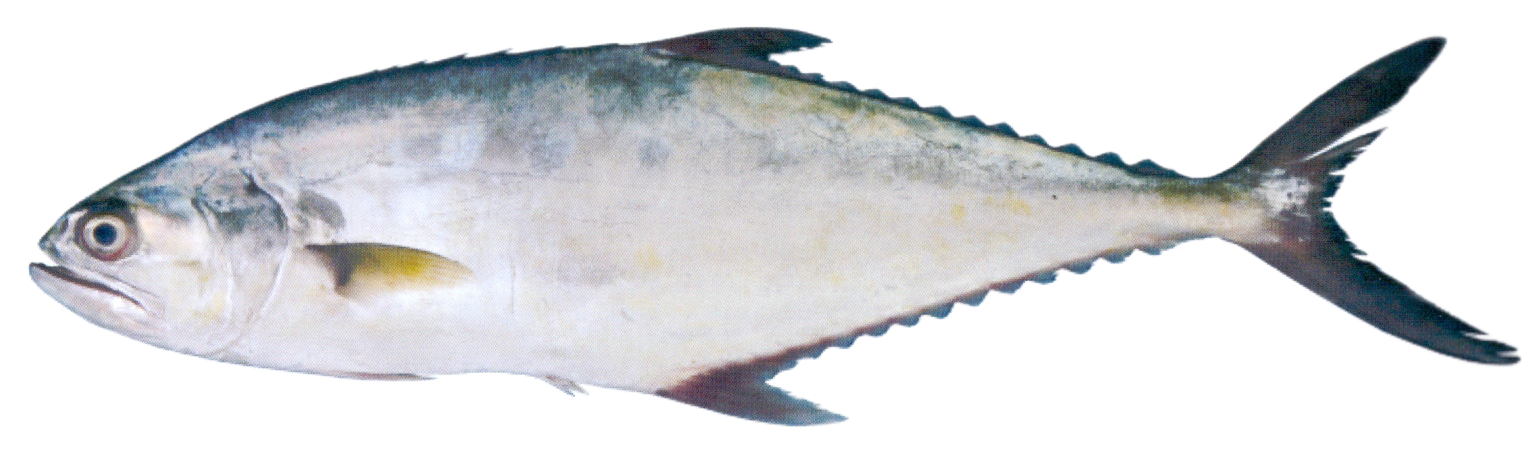 Fish 1